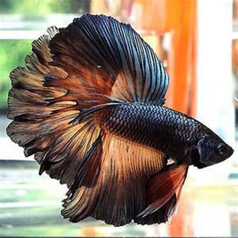 betta fish vet near me.